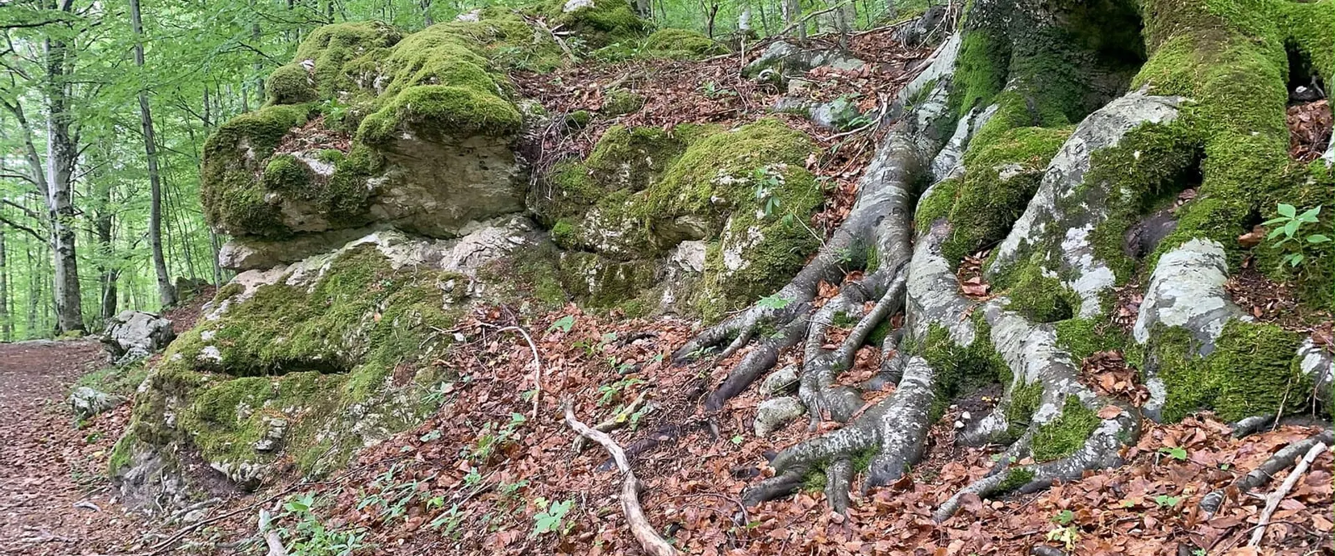 Bosco di faggi con radici coperte di muschio e foglie secche a terra
