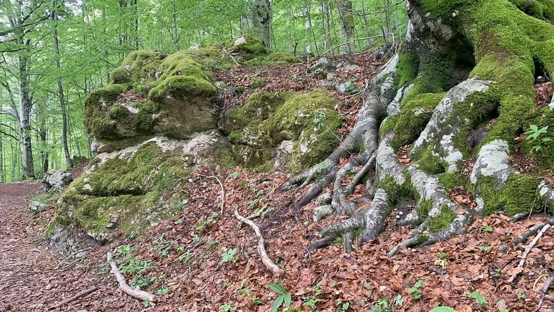 Bosco di faggi con radici coperte di muschio e foglie secche a terra