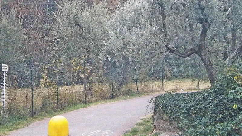 Percorso pedonale e ciclabile tra gli ulivi