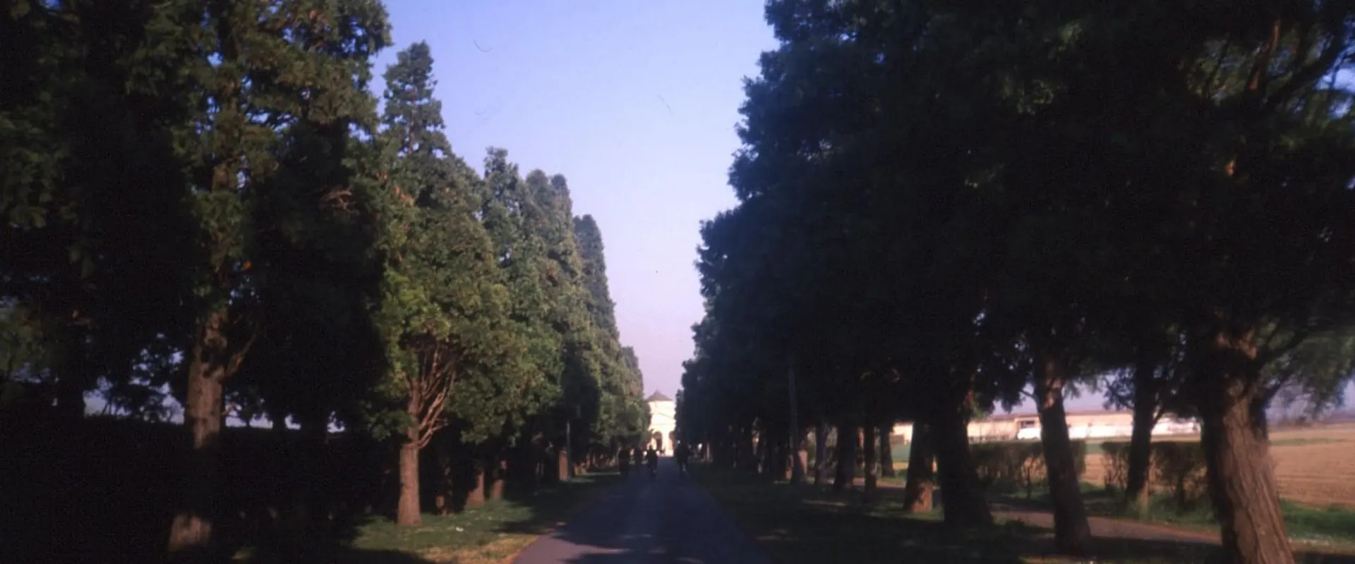 Viale di accesso al cimitero fiancheggiato da alti cipressi