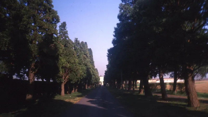 Viale di accesso al cimitero fiancheggiato da alti cipressi