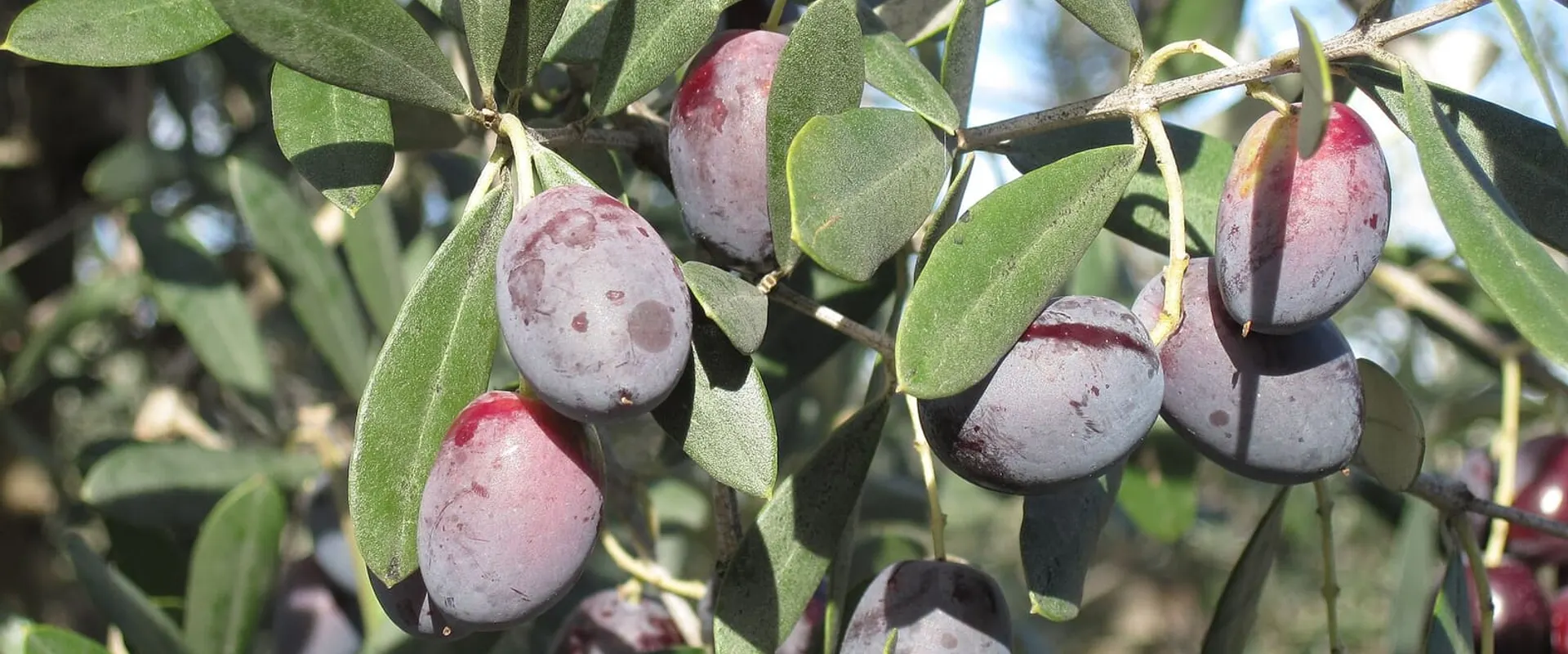 Rami di ulivo con olive mature, verdi e viola