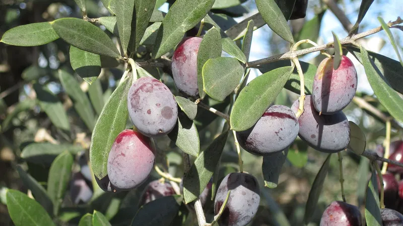 Rami di ulivo con olive mature, verdi e viola