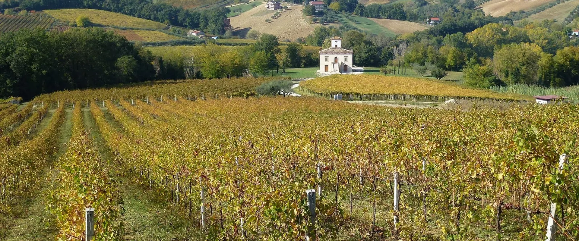 Vigneto in autunno sulle colline, con una casa colonica in fondo