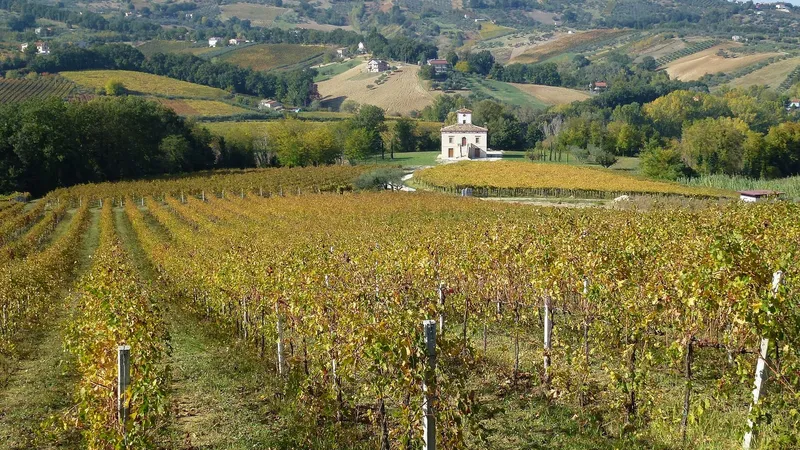 Vigneto in autunno sulle colline, con una casa colonica in fondo