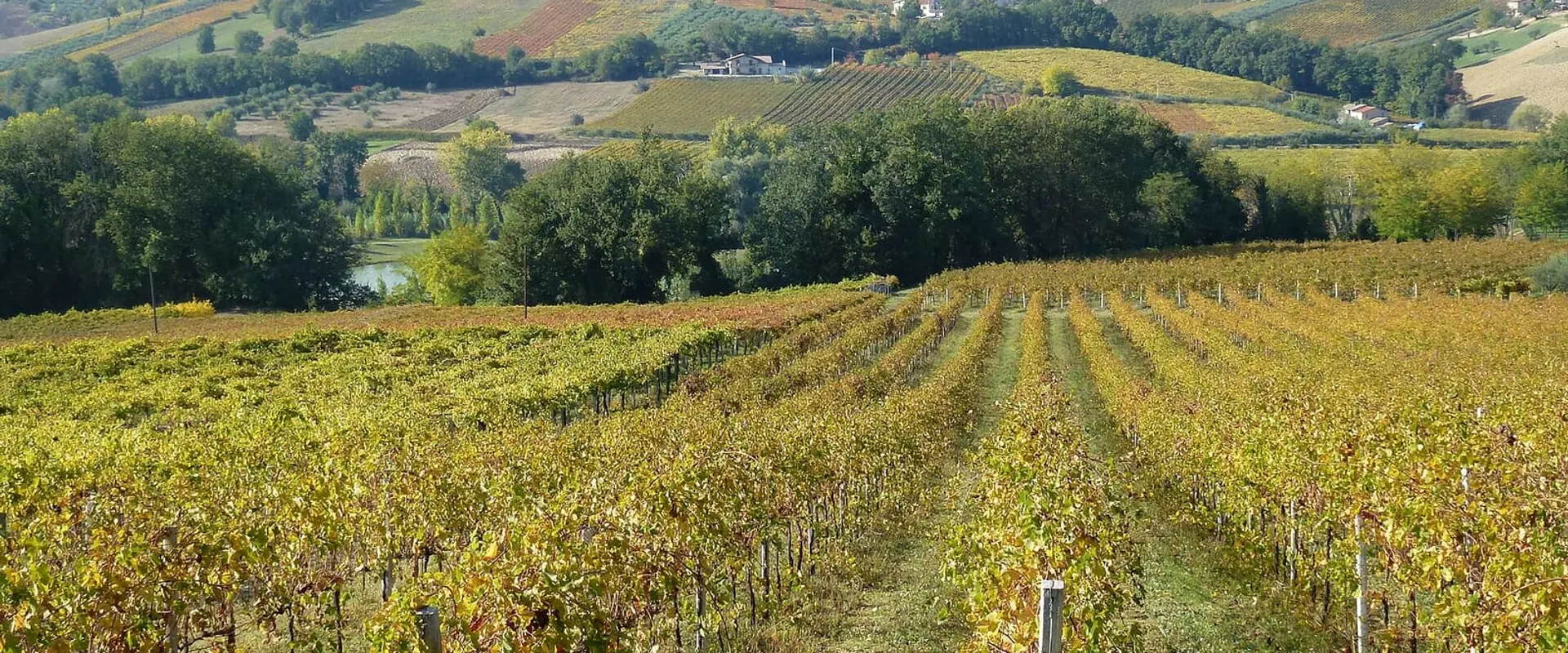 Filari di vite in autunno sulle colline, con le foglie gialle e rosse