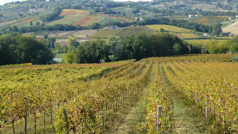 Filari di vite in autunno sulle colline, con le foglie gialle e rosse